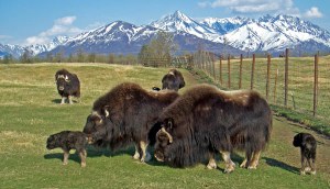 Musk Ox