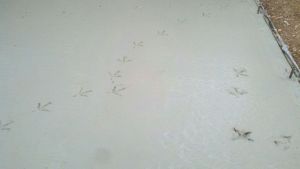 Concrete Walks on concrete